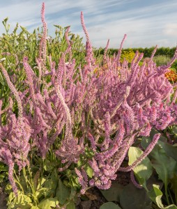 Limonium suworowii 